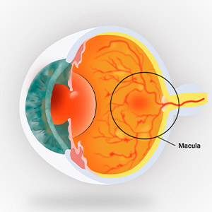 Optometry Office 11563